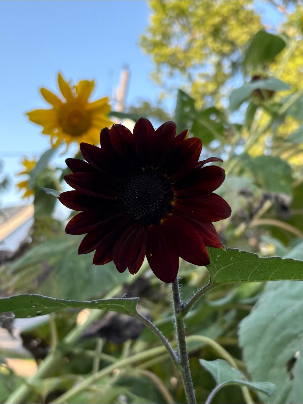 (25) Black Beauty Sunflower Seeds